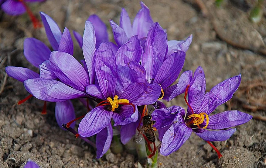 ideal saffron cultivation