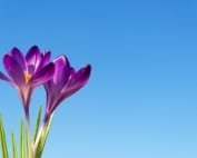 Health risks of saffron consumption