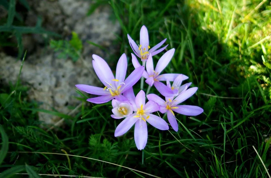 Saffron in Persian Literature