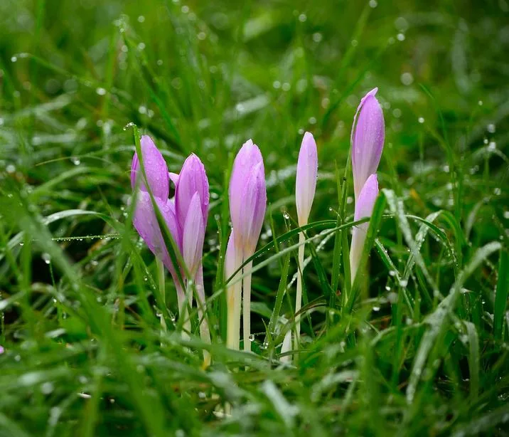 saffron cultivation in Iran