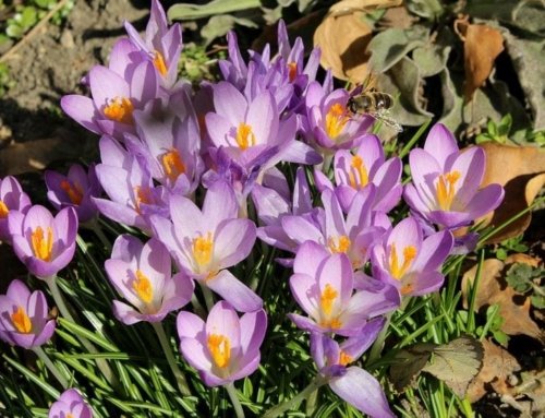 How Much Does One Mesghal of Saffron Weigh?