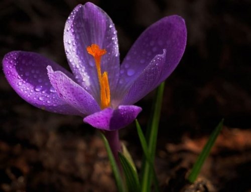 Understanding the Different Types of Saffron