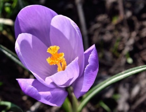 Saffron Brewing Methods: A Comparison of Hot Water and Ice