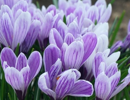 What Is the Most Expensive Type of Saffron?