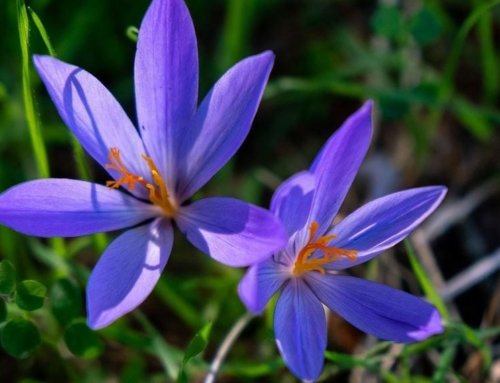 How to Grow Saffron at Home