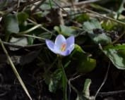 Saffron Benefits for Women