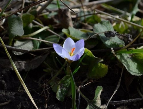 The Impact of Saffron on Women’s Health