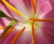 Saffron for Postpartum Depression