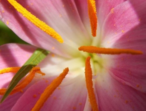 The Effect of Saffron on Postpartum Depression