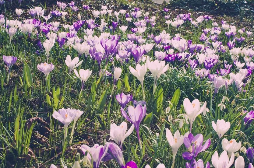 Saffron for Blood Pressure