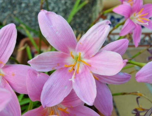 Saffron Benefits for Elderly Mental Health