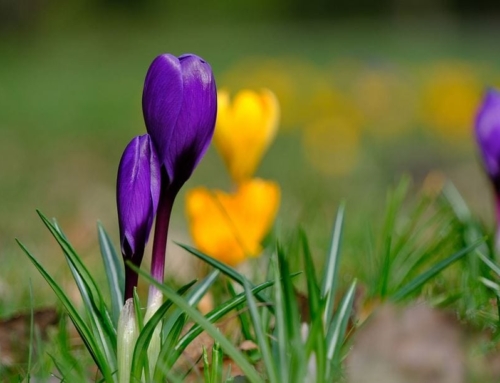 The Health Benefits of Saffron at a Glance
