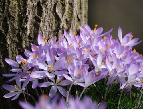 The Cultivation of Saffron in Different Countries