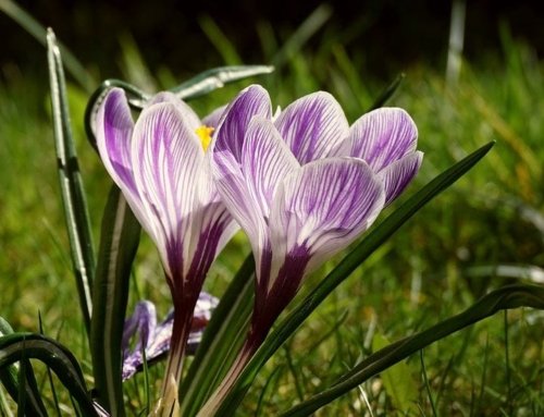 Benefits of Saffron for Women