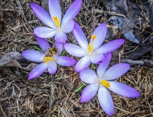 Properties of Saffron for Blood Pressure