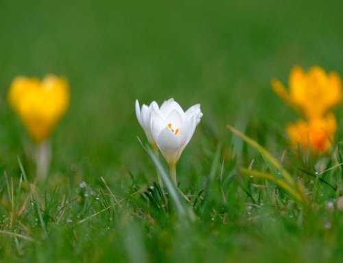 The Benefits of Saffron for Eyes