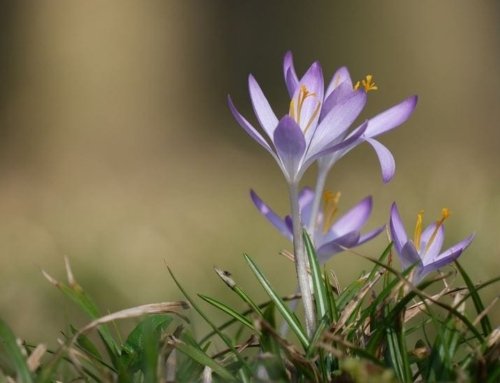 Saffron Benefits for Constipation: A Natural Remedy