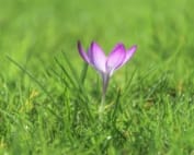 Saffron Petals Benefits