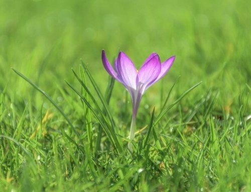 The Most Important Benefits of Saffron Petals