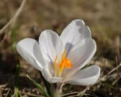 Antioxidants in Saffron