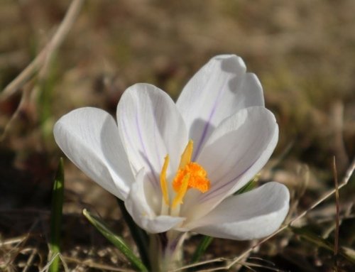 Antioxidants in Saffron: Nourishing for a Healthy Life
