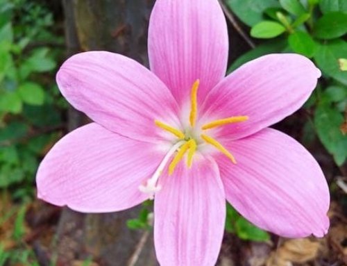 Saffron for Children: Is It Beneficial?