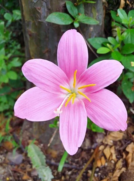 Saffron Benefits for Children