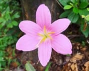 saffron vitamins and minerals