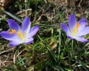 Saffron flag health benefits