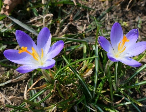 Saffron Flag: A Valuable Part of Saffron