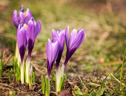 Saffron Tea Benefits: The Power of This Golden Herb