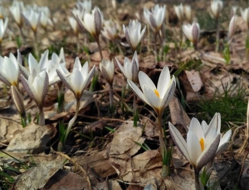 Saffron’s Amazing Benefits for Men