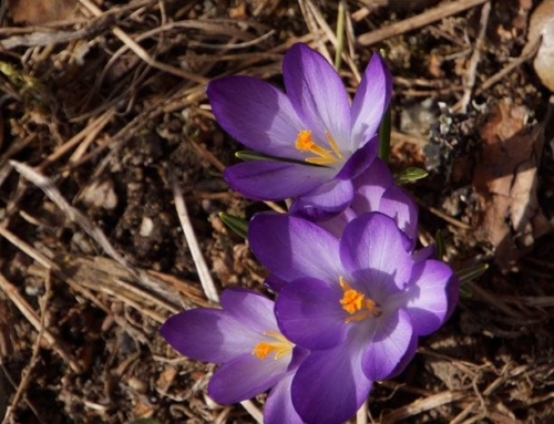 Where Should Saffron Be Stored?