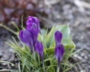 Saffron Herbal Infusions