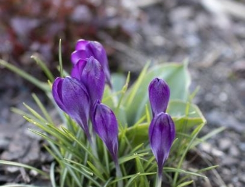 Saffron Herbal Infusions with Numerous Benefits