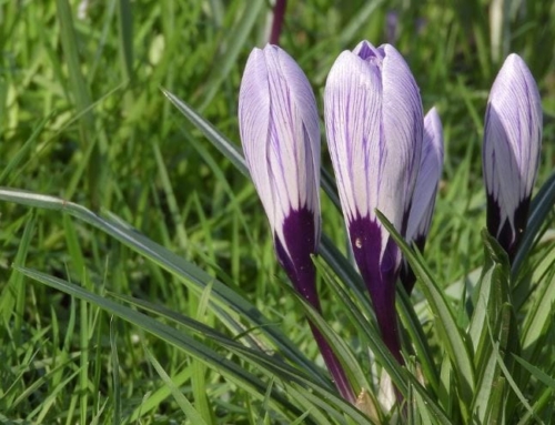 Saffron for Persian Dishes: A Culinary Tradition