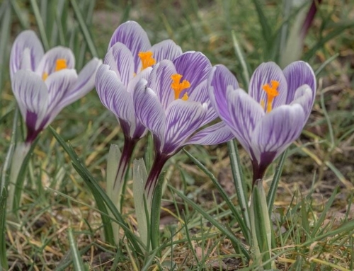 How to Make Chia Seed Syrup with Saffron