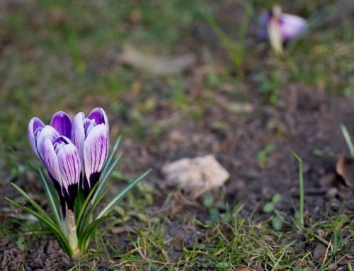Saffron Tea: 6 Beneficial Saffron Herbal Teas