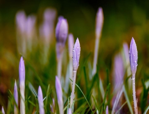Saffron Tea Benefits: Unlocking Nature’s Healing Power