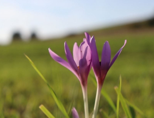 Saffron for Nerve Health: The Benefits You Need to Know