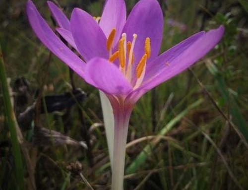 Is Saffron Good for Diabetes?