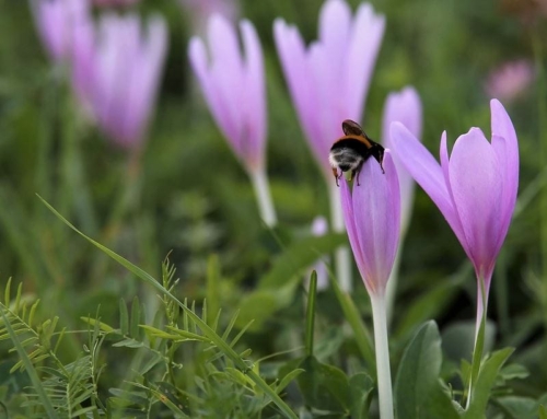 Best Saffron Fungicide