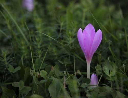 Saffron and Its Impact on Thyroid Health