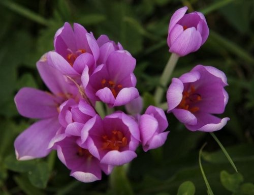 How Saffron Can Improve Your Vision