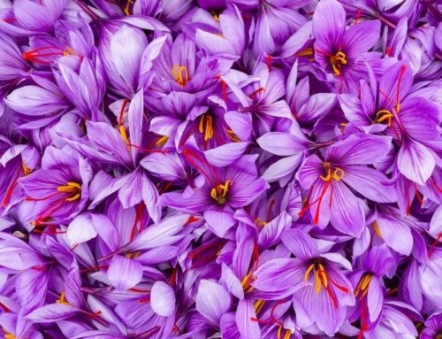 The Best Time to Water Saffron