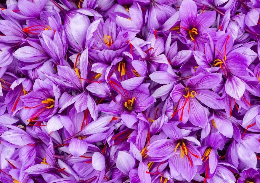 Watering Saffron Plants
