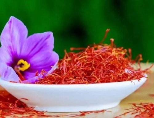 Best Fertilizers for Growing Saffron