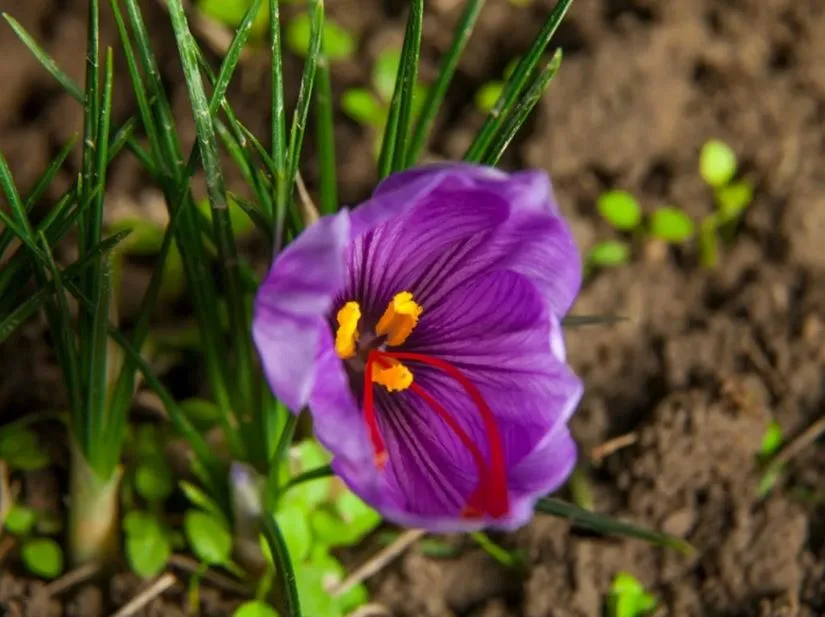 Best time for saffron flower harvest