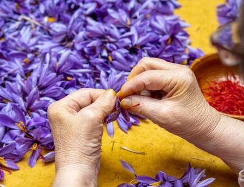 The Importance of Strengthening Saffron Bulbs