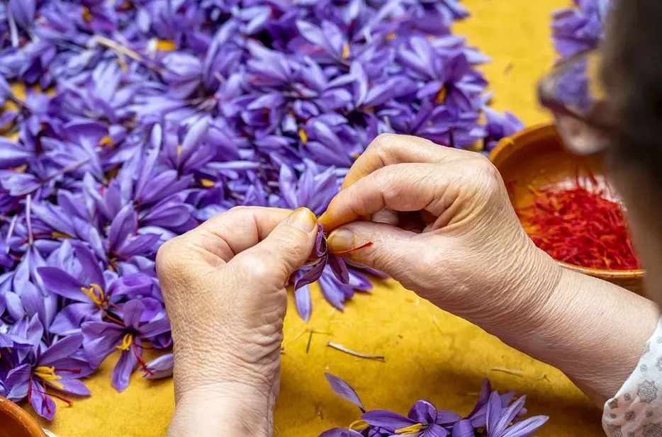strengthening saffron bulbs